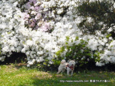 犬連れ五稜郭2