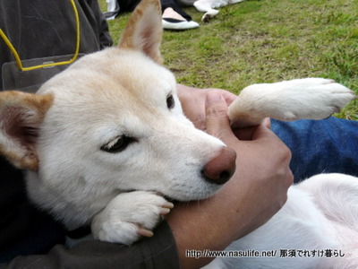 レジーナの森しつけ教室&愛犬ゲーム大会4