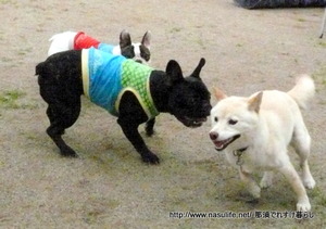 DOGDEPT�ɥå����ե������2