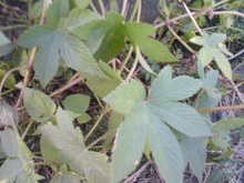78173f8d.jpg