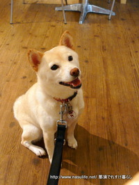 1009DOGDEPT�ɥå����ե�5