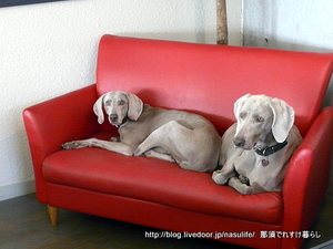 ����cafe�ߥ�ե��ˡ�+DOG4