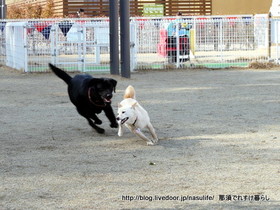 DOG DEPT7