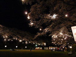 龍城公園夜桜2