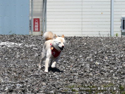 犬カフェ10