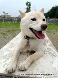 DOGDEPT�ɥå����ե������3