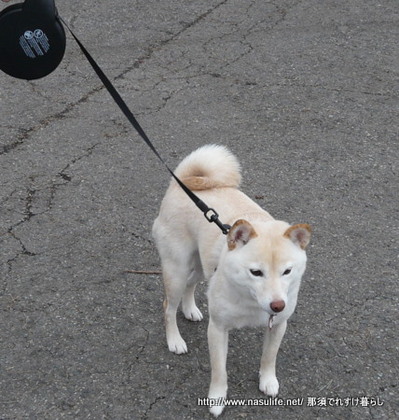 �ե쥭���꡼��ClassicLong3-6