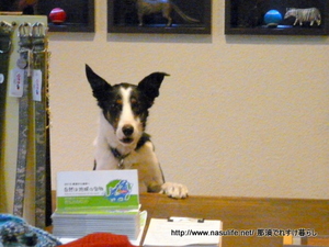 ���ߤΥߥ�ե��ˡ�+DOG2