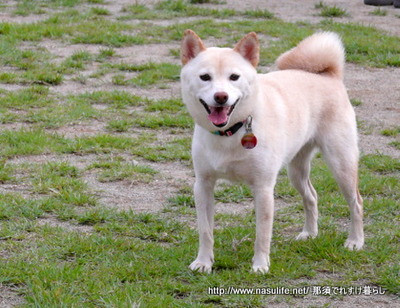 1009DOGDEPTドッグラン1