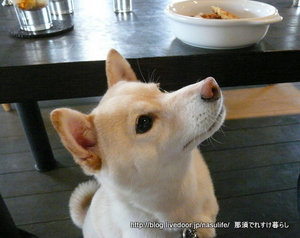����cafe�ߥ�ե��ˡ�+DOG12