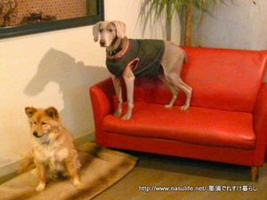 ���ߤΥߥ�ե��ˡ�+DOG3