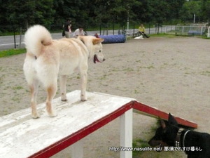 DOGDEPT�ɥå����ե������4