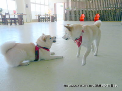函館犬カフェ8