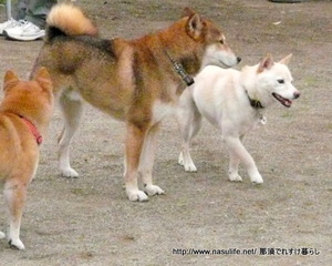 DOGDEPT�ɥå����ե������1