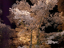 龍城公園夜桜1