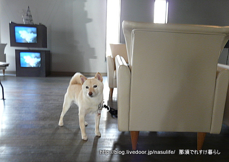 ����cafe�ߥ�ե��ˡ�+DOG8