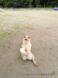 DOGDEPT�ɥå����ե������6
