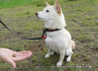 レジーナの森しつけ教室&愛犬ゲーム大会2