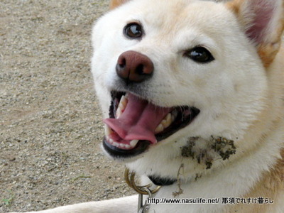 DOGDEPT�ɥå����ե������7