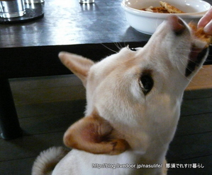 ����cafe�ߥ�ե��ˡ�+DOG13