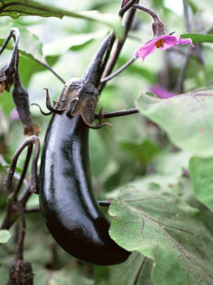 eggplant