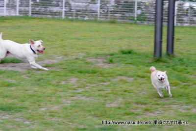1009DOGDEPTドッグラン2
