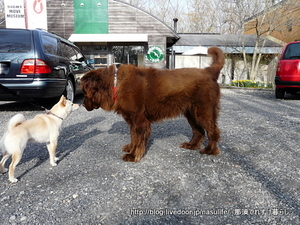 ����cafe�ߥ�ե��ˡ�+DOG3
