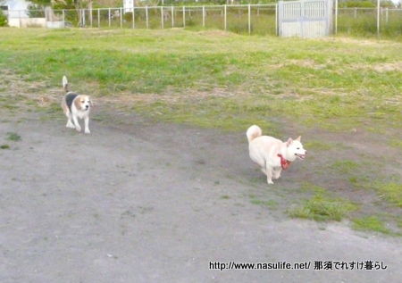 根崎公園ドッグラン4