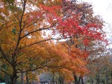20061126 - 梅ヶ島の紅葉