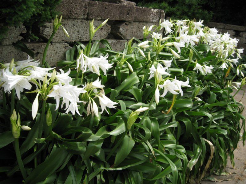 居場所と出番のあるまち 白い花 名前は?