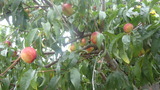 DSC06727
