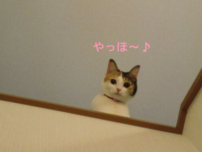 ¤ä¤Ã¤Û¡¼
