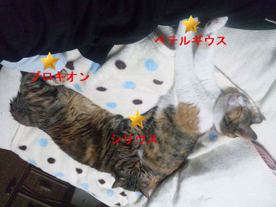 ÅߤÎÂç»°³Ñ
