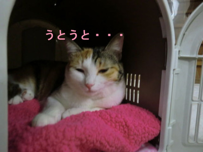 ¤¦¤È¤¦¤È¡¦¡¦¡¦