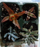 98eb050f.jpg