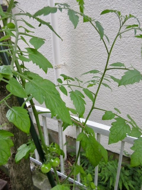 fullsizeoutput_2186