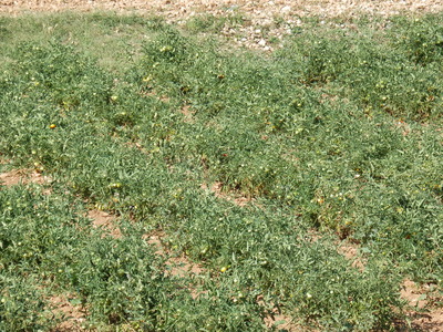 P7160047
