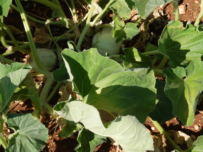 P7160033