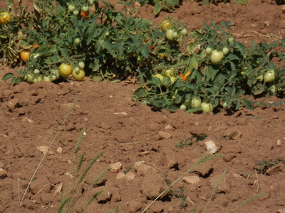 P7160052