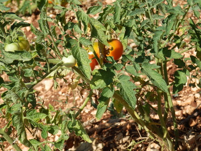 P7160030