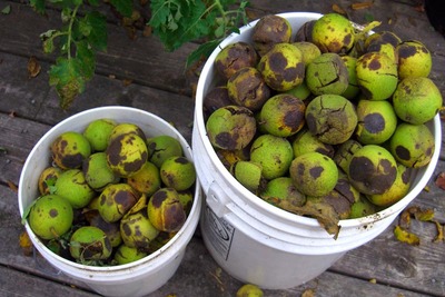 walnuts