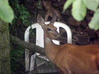 deer3