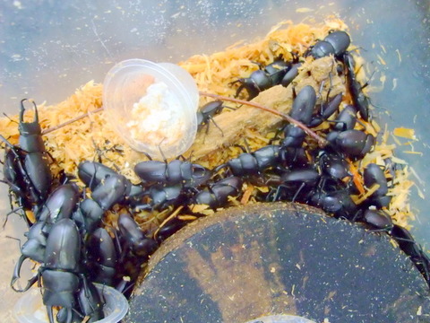 DSCF0763