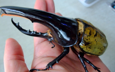 岐阜のタカ◇OAKST-115血統DHヘラクレス成虫♀69.5mm単品◇1320 岐阜のタカ◇OAKST-115血統DHヘラクレス成虫♀単品◇983