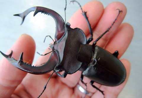 ユダイクスミヤマ 久々です : natural field