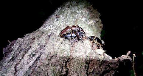 IMG_20170719_203857
