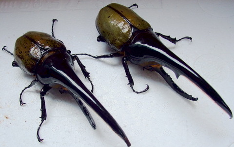 岐阜のタカ◇OAKS.T-117血統（MX）ｘT-115　DHヘラクレス♀72mm単品◇1341 岐阜のタカ◇OAKS.T-117血統（MX）ｘT-115 DHヘラクレス♀71mm単品