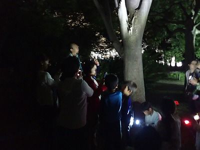 夜の植物園で観察
