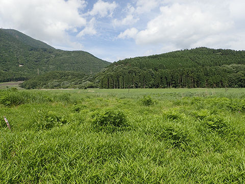 猪瀬戸湿原