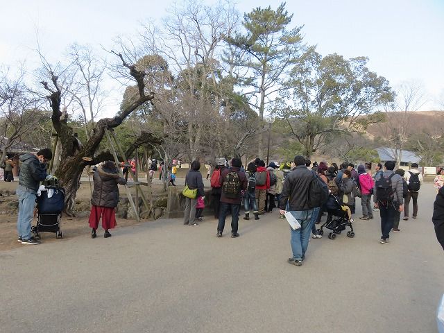 レンジャクを見る人たち